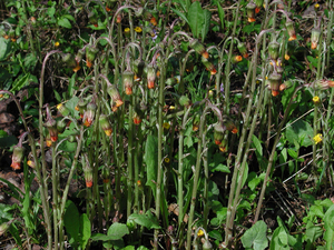 Photo By: Stephen M. Young. Photo taken: Madison County, NY on 6 May 2004